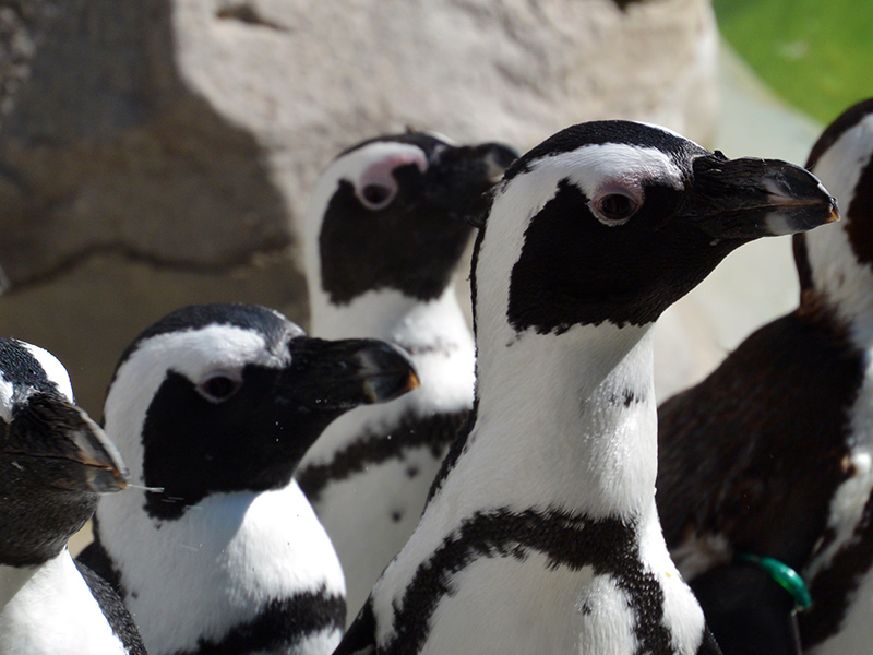 Pingüino de Jackass en Zoo Madrid