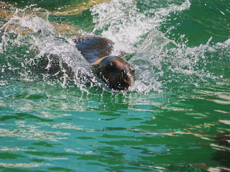 Experiences at Zoo Madrid