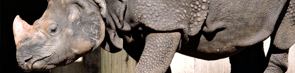 Talks at Zoo Madrid