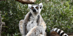 Experience with lemurs at Zoo Madrid