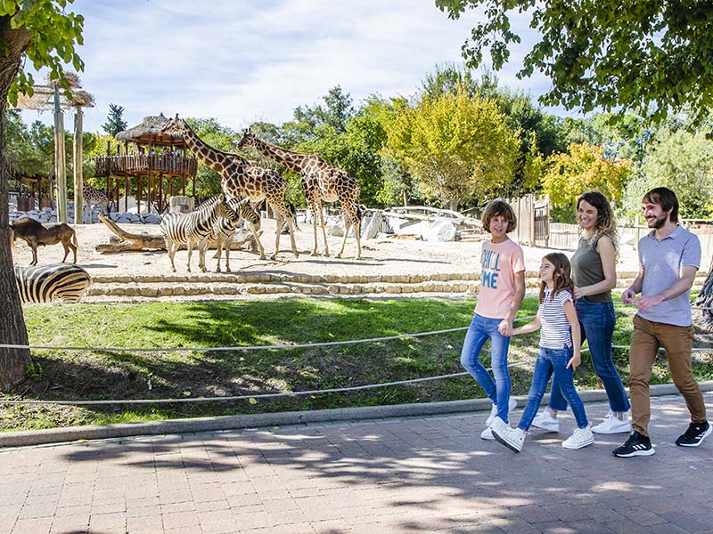 Planes para familia con niños de 8 a 12 años en Zoo Madrid