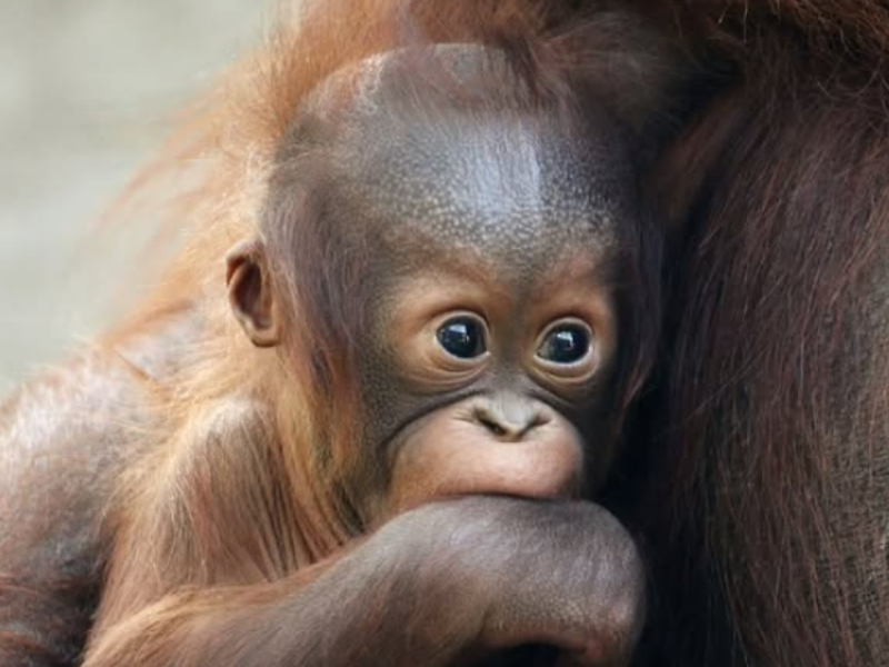Orangutan de borneo Zoo Madrid