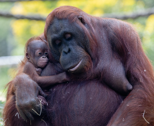 Cría orangután de borneo en Zoo Madrid