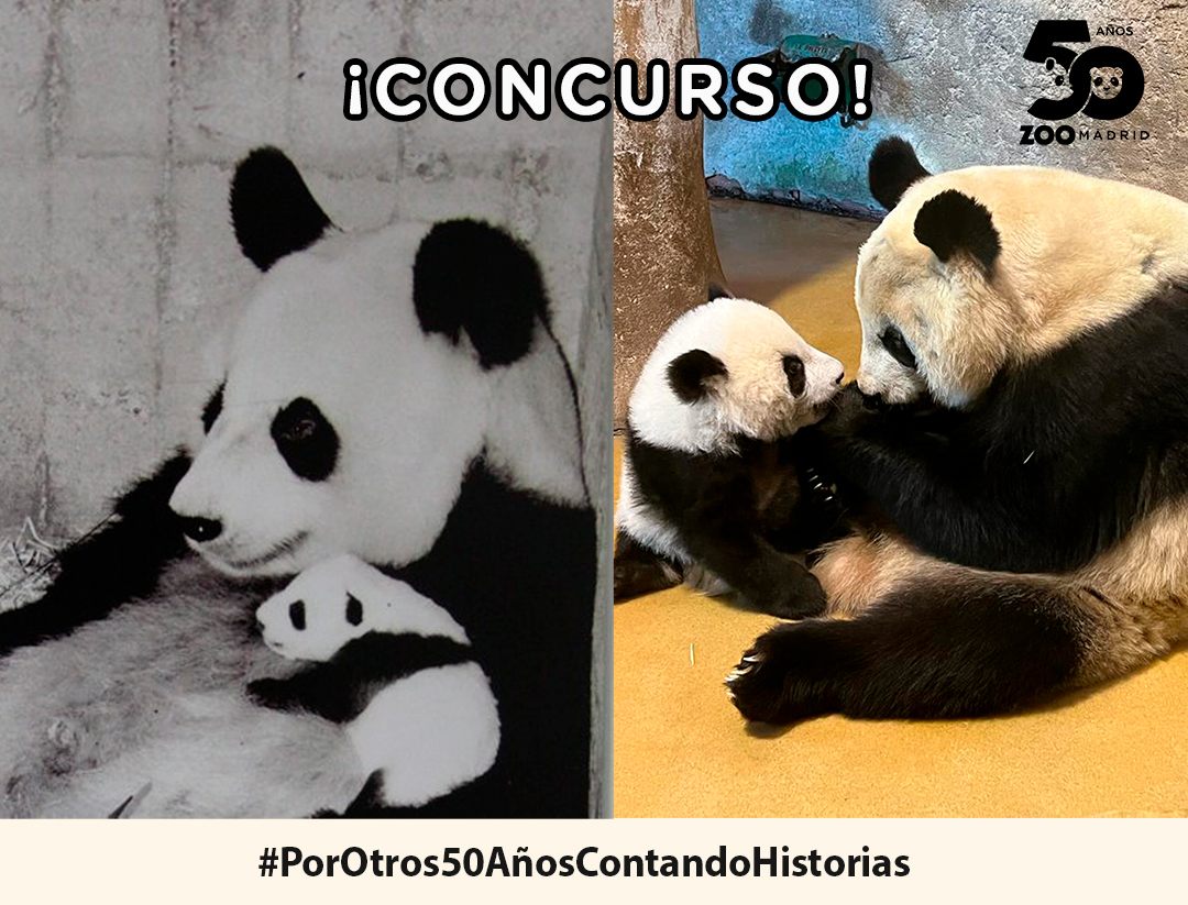 Concurso del 50º Aniversario "Cuéntanos tu historia en Zoo"