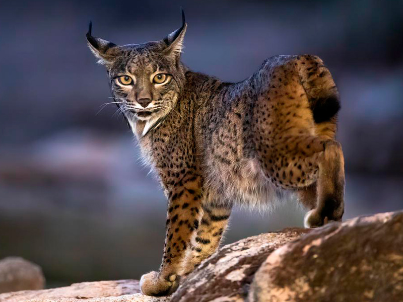 Lince ibérico. Imagen cortesía de Antonio Rodríguez