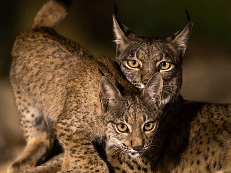 Lince ibérico. Imagen cortesía de Antonio Rodríguez