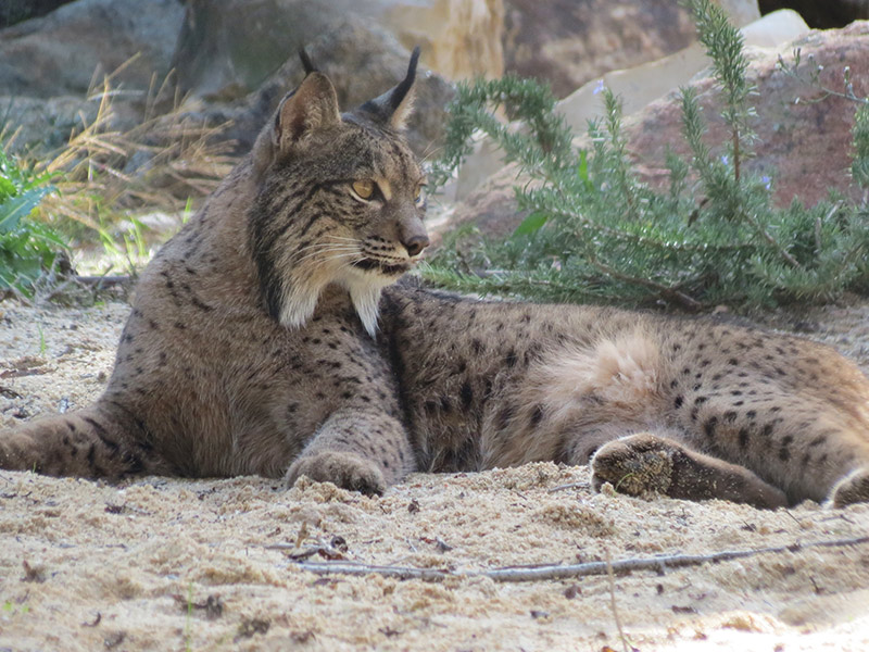 Lince ibérico en Zoo