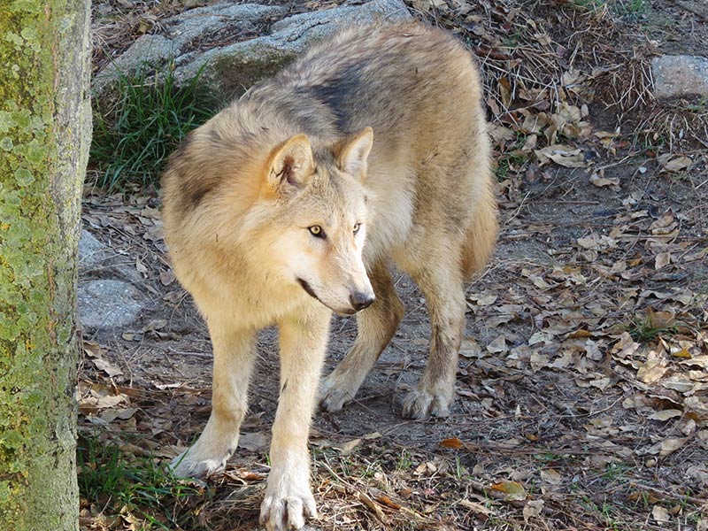 Lobo en Zoo Madrid