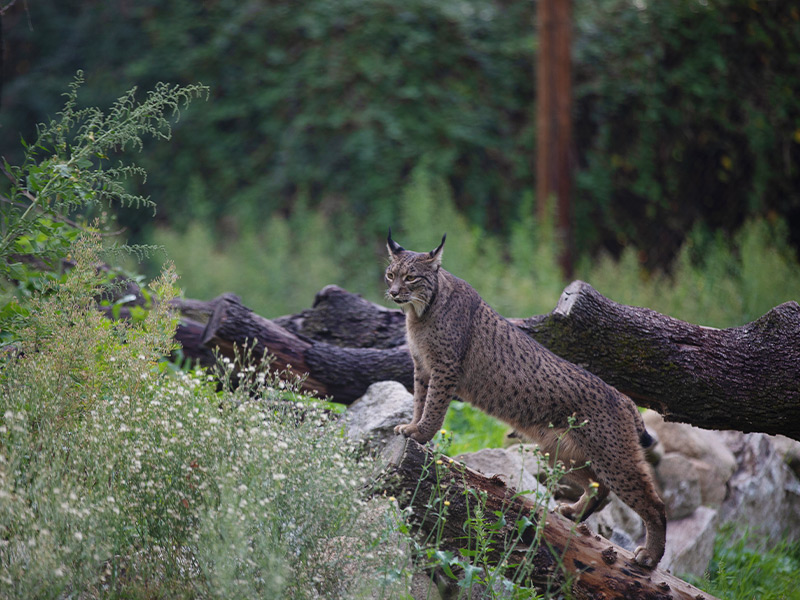 Campamentos Semana Santa Zoo Madrid