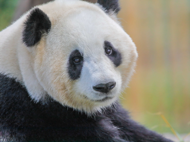 Cuidador por un día en Zoo