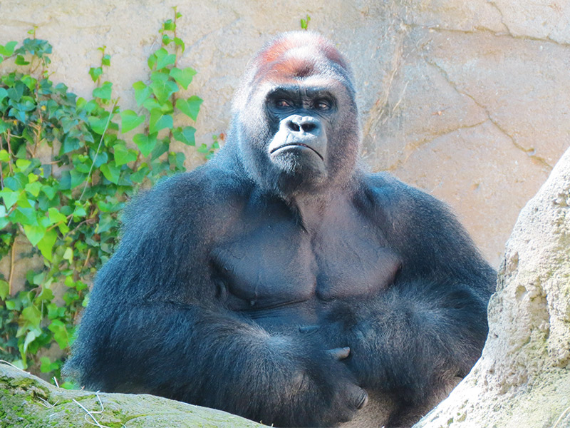 Gorila en Zoo