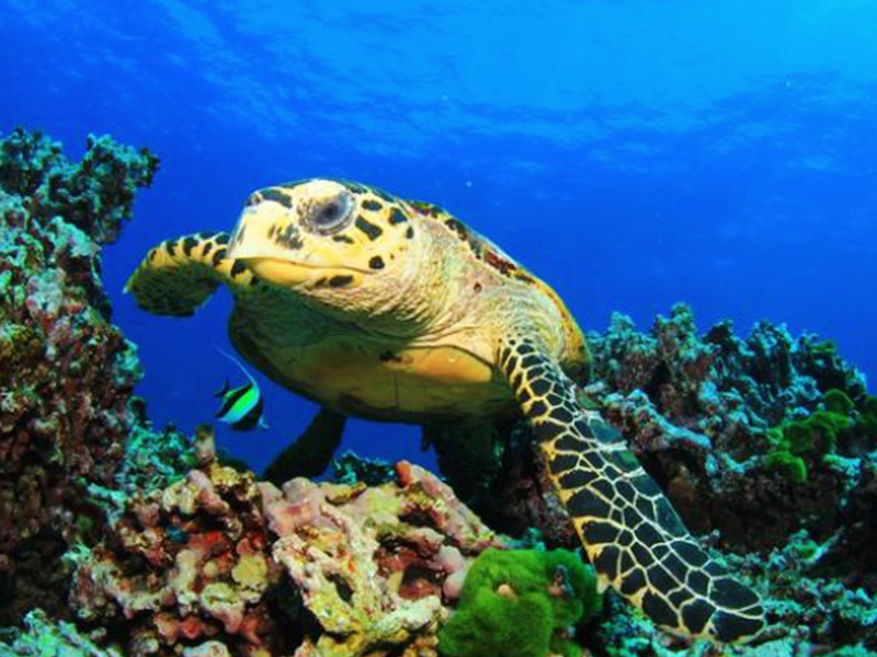 Tortuga en Zoo Madrid