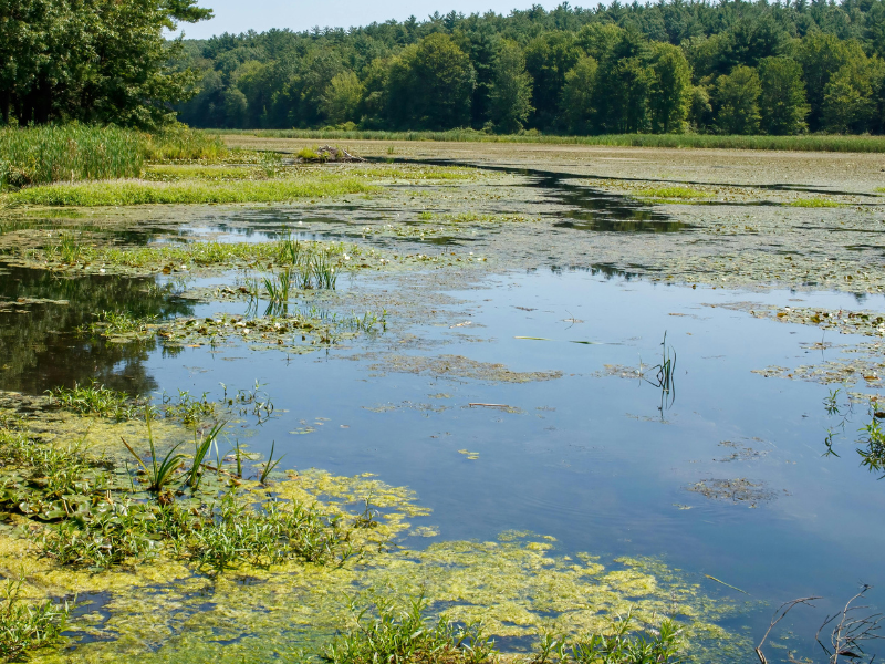 Campamentos de verano