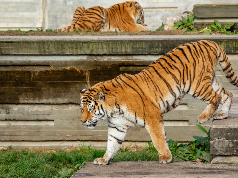Campamentos de verano