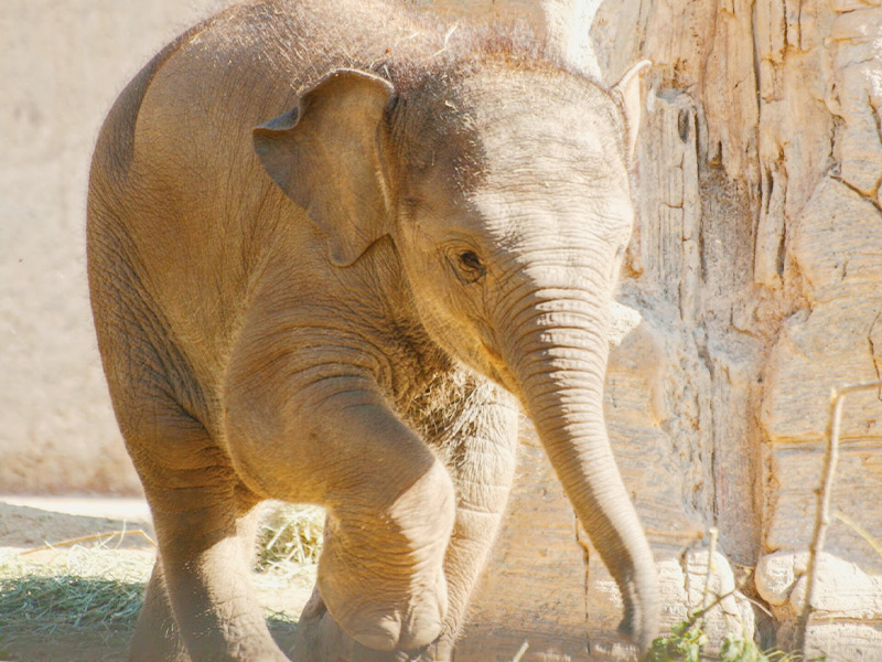 Campamentos de verano