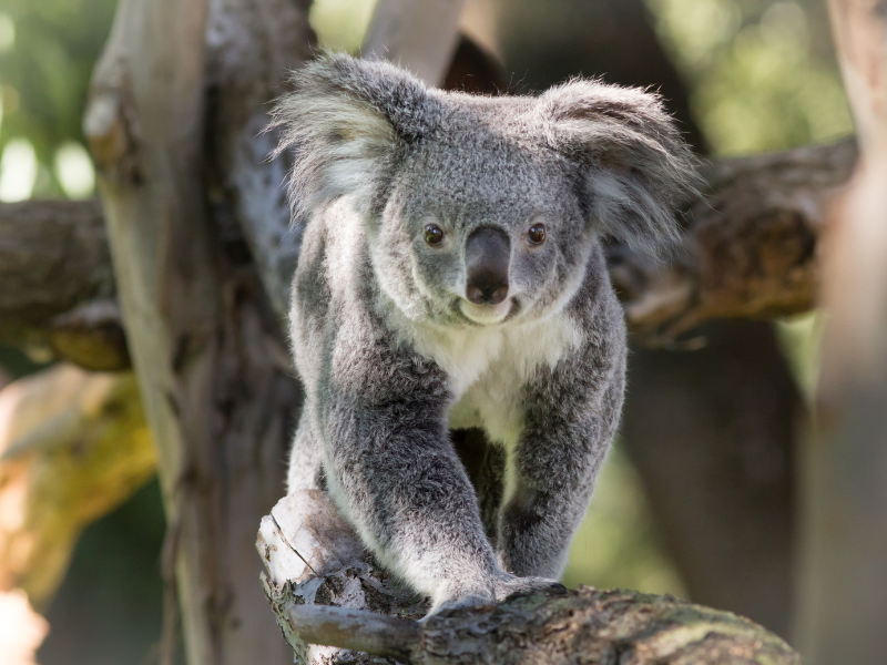 Campamentos de verano