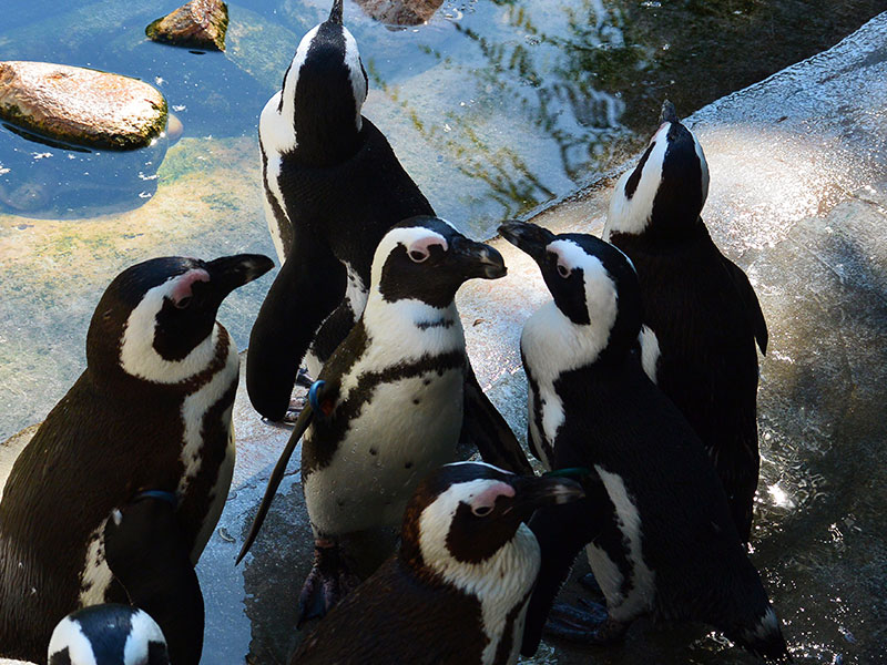 Pingüino de Jackass en Zoo Madrid