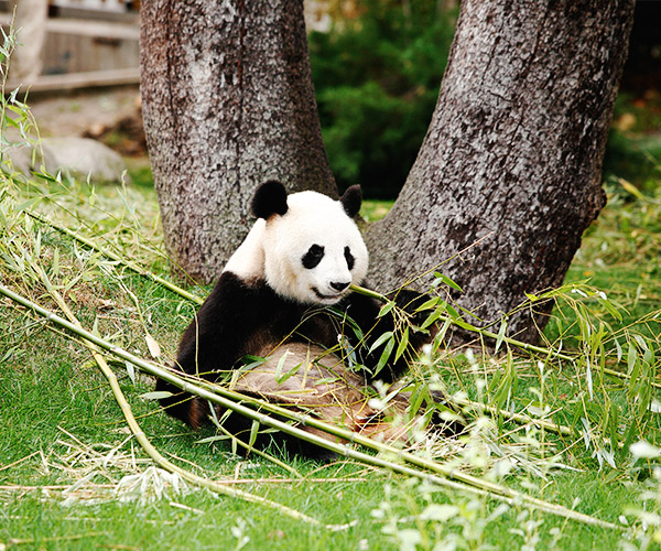 Admisión Malawi capturar Oso Panda | Zoo Aquarium Madrid