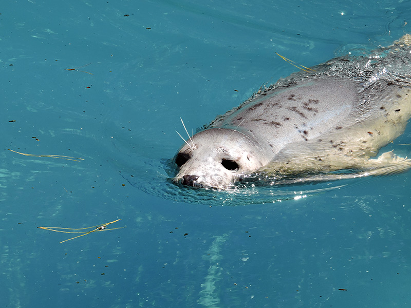 Foca gris en América del Norte