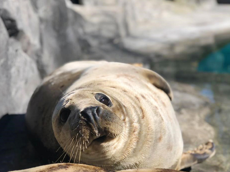 Foca gris en Zoo