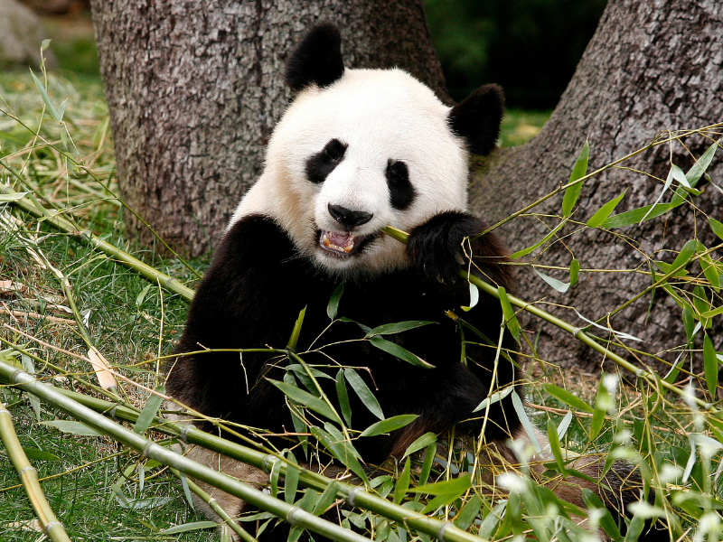 Panda Gigante en Zoo Aquarium de Madrid