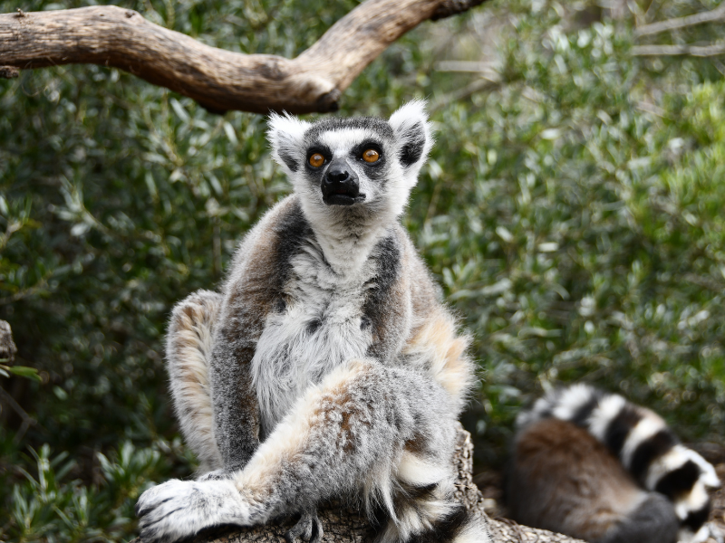 Lémur de cola anillada en Zoo Aquarium de Madrid