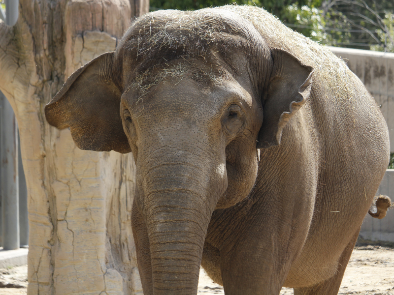 Elefante de Sumatra en Zoo Aquarium de Madrid