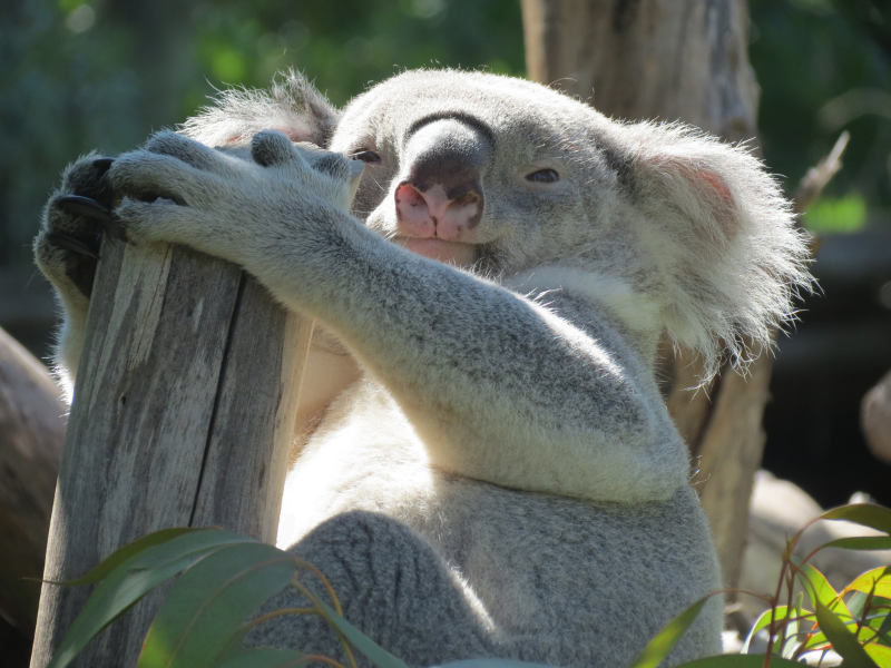 Koala en Zoo Aquarium de Madrid