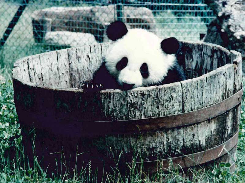 1.	Madrid, 10/4/1983.- Chu Lin jugando en una de sus cubetas favoritas con siete meses. Archivo Zoo de Madrid.