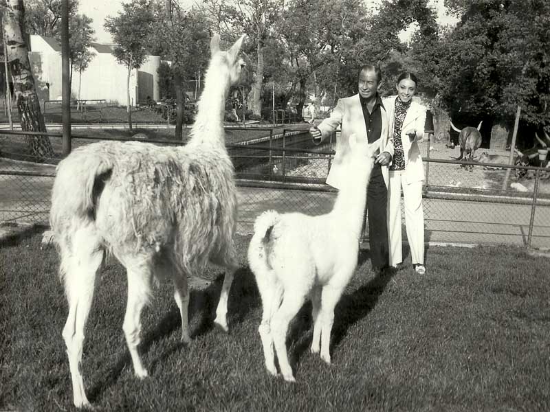 2.	Madrid, 20/6/1974.- La cantante Betty Missiego y el presentador de televisión Kiko Ledgard apadrinaron una llama en el zoológico de Madrid. Archivo Zoo de Madrid.