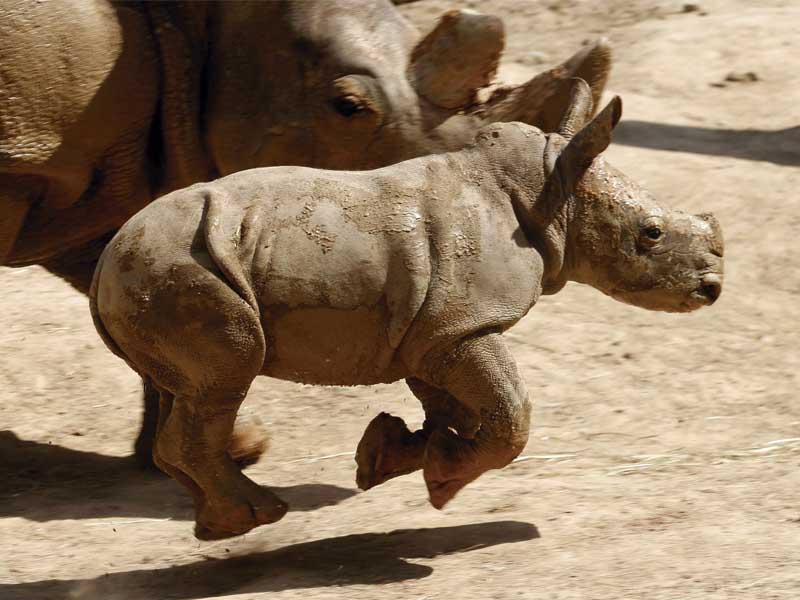 Madrid, 3/6/2009.- Presentación de cría de rinoceronte blanco que nació por inseminación artificial en las instalaciones del Zoo Aquarium de Madrid de la hembra llamada Marina. El Zoo va a solicitar a los niños que le ayuden a ponerle nombre y propone los de Olimpo y Cronos, en apoyo a la candidatura española a los Juegos Olímpicos de 2016. EFE/Juan Carlos Hidalgo. EFE. 