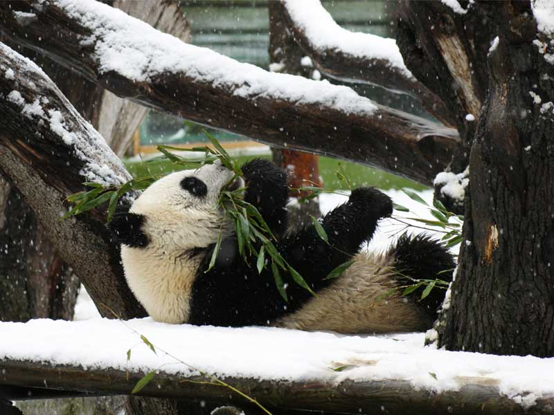 Madrid, 9/1/2021.- El panda gigante Chulina de 5 años juega en la pradera, disfrutando de la histórica nevada Filomena. Archivo Zoo de Madrid.