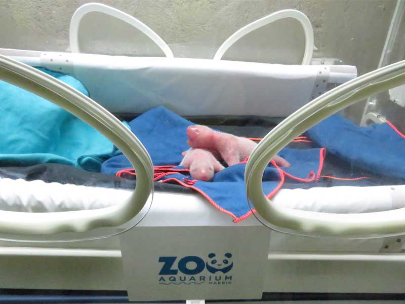 Madrid, 6/9/2021.- El Zoo Aquarium de Madrid ha acogido el segundo parto gemelar de osos pandas en la historia del centro de la hembra Hua Zui Ba. Los gemelos, que han pesado 171,4 y 137,4 gramos, respectivamente, se alternarán en la incubadora mientras uno de ellos es amamantado por la madre para asegurar su correcto desarrollo.  Archivo Zoo de Madrid.