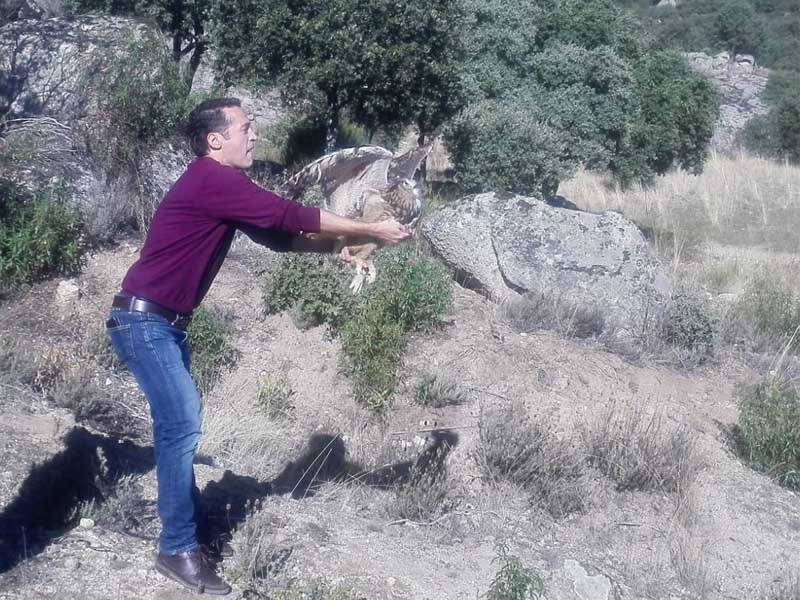 Hoyo de Manzanares (Madrid), 25/10/2018.- Liberación de búho real por el meteorólogo y presentador del programa “Aquí la tierra” de TVE, Jacob Petrus, dentro del programa de reforzamiento de fauna autóctona de búhos y lechuzas que el Zoo de Madrid lleva a cabo, desde 2017, en colaboración con la ONG Brinzal, centro de recuperación de rapaces nocturnas. Desde entonces, se han liberado en la Comunidad de Madrid 7 pollos de búho real y 11 pollos de lechuza común nacidos en el Zoo. Archivo Zoo de Madrid.