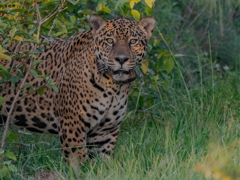 Yaguareté. Jatobazinho Matias Rebak. Imagen cortesía de Rewilding Argentina.