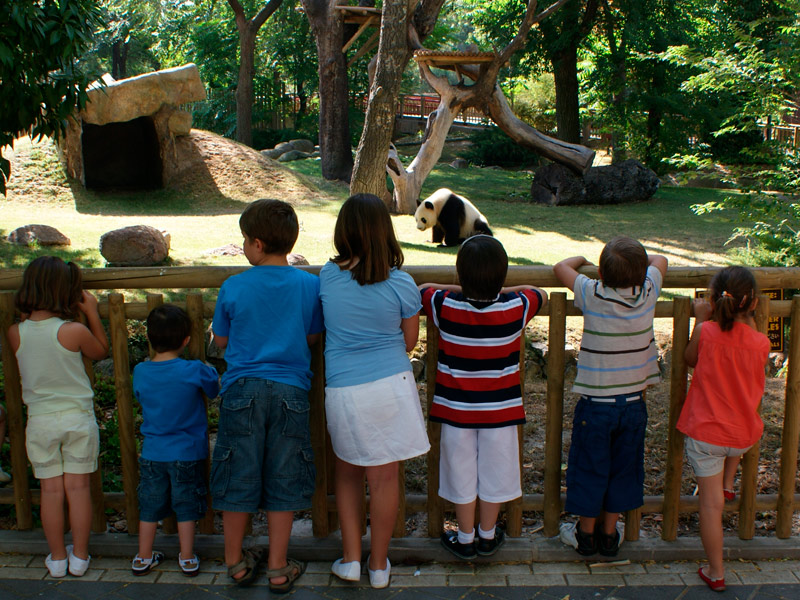 Cumpleaños panda en Zoo