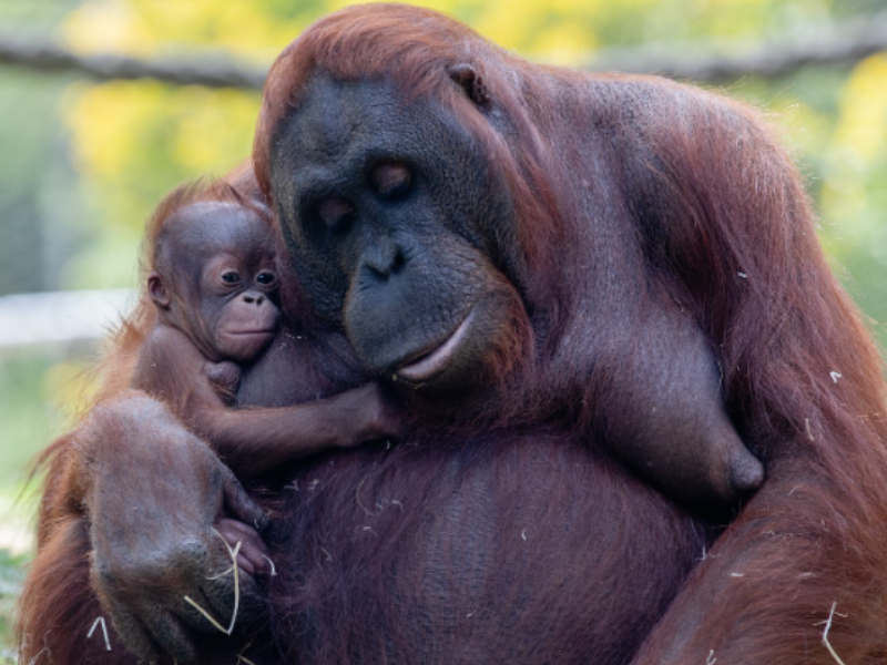 Cría orangután de borneo en Zoo Madrid