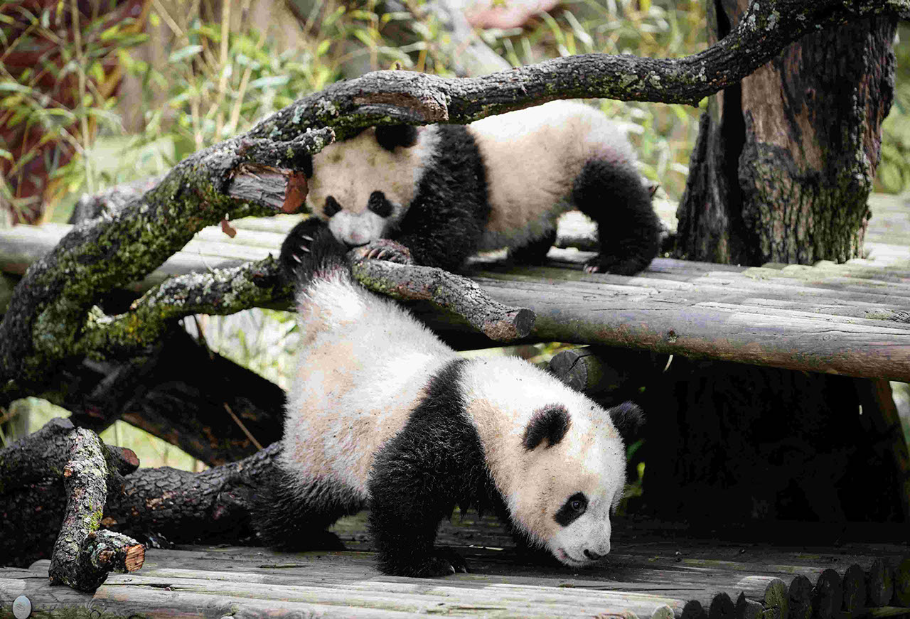 Los gemelos panda salen por primera vez a la pagoda