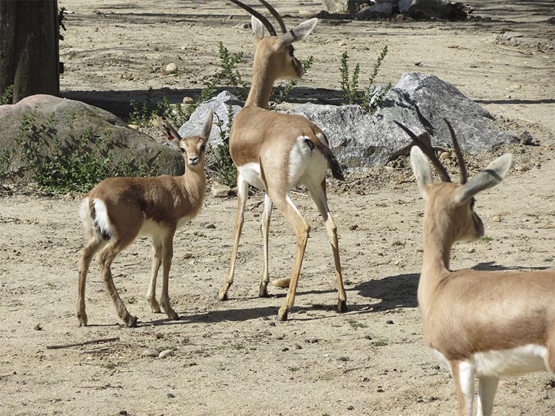 Cría de gacela dorcas de Zoo Madrid