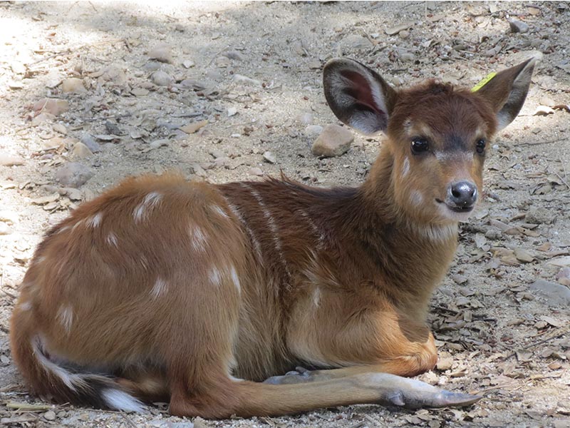 Cría de sitatunga de Zoo Madrid