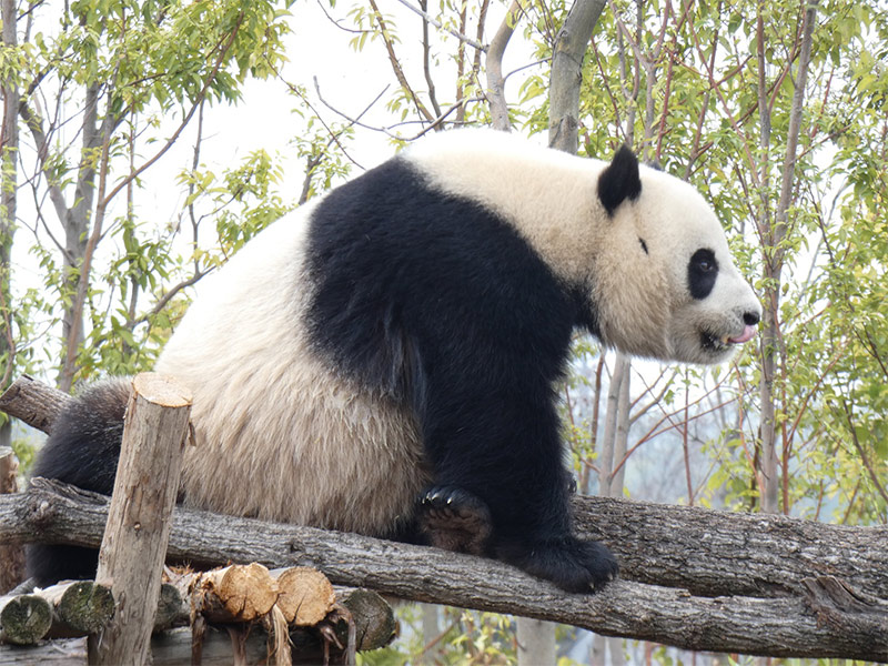 Jin-Xi, macho de oso panda
