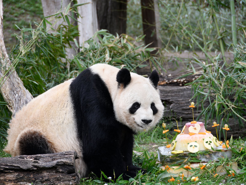 Bing Xing con su tarta en Zoo Madrid.