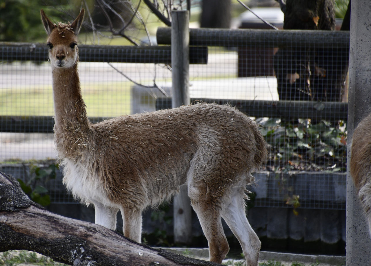 Kira y Kuvam Zoo Aquarium de Madrid