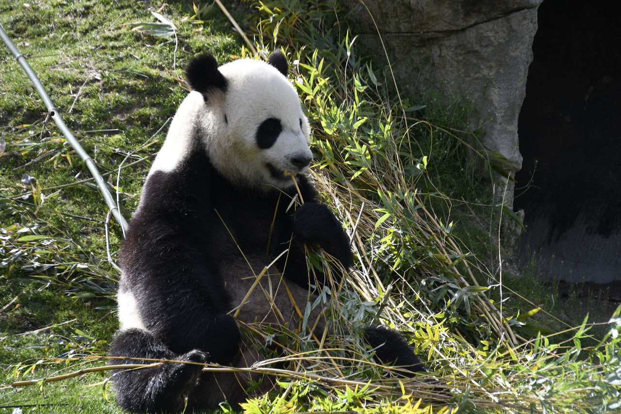 Kira y Kuvam Zoo Aquarium de Madrid