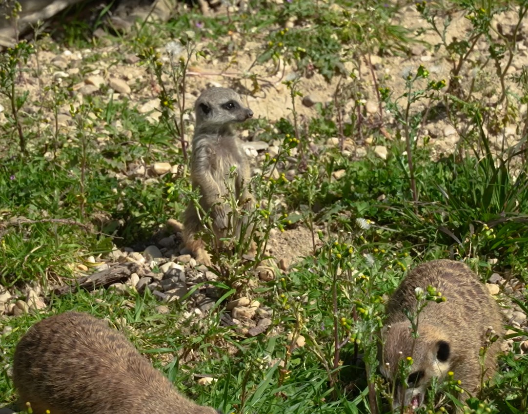 Kira y Kuvam Zoo Aquarium de Madrid