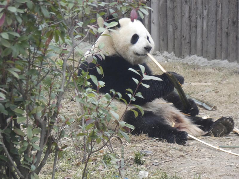 Jin-Xi, macho de oso panda