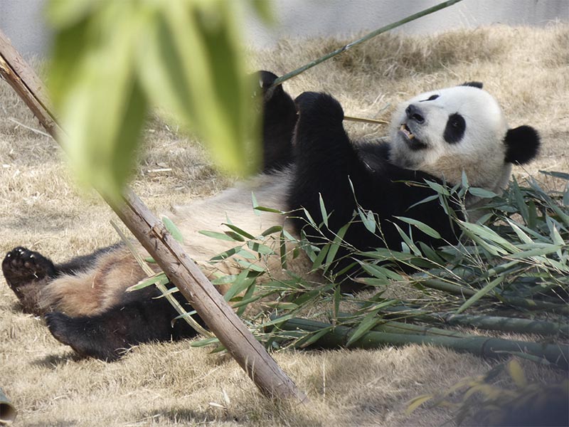 Jin-Xi, macho de oso panda