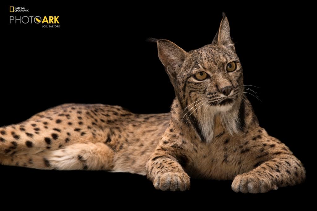 An endangered Iberian lynx (Lynx pardinus) at the Madrid Zoo.

This cat has made a remarkable comeback on the Iberian peninsula thanks to captive breeding efforts of both the Lynx and their primary prey, wild rabbits.  From a low of approximately 90 Lynx a few years ago, there are more than 400 Lynx today.