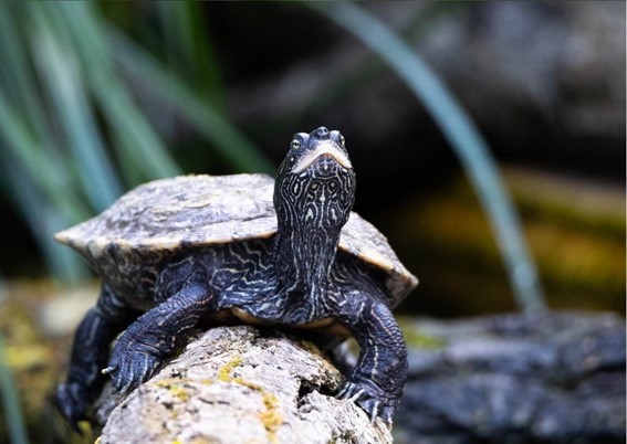 Nuevo estudio de tortugas