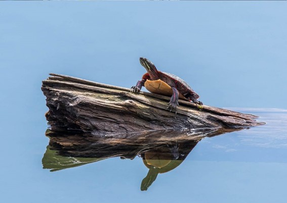 Nuevo estudio sobre tortugas